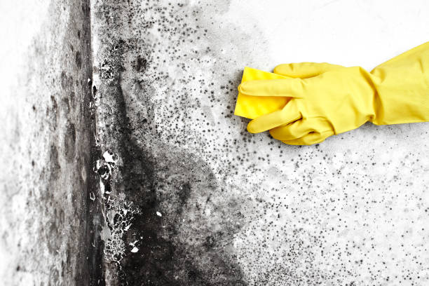 Best Certified Mold Removal  in Dousman, WI