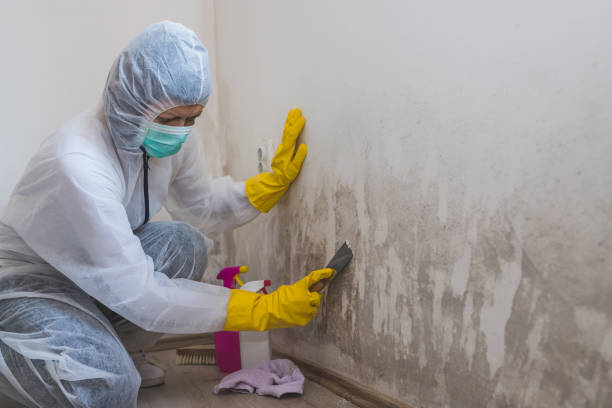 Best Black Mold Removal  in Dousman, WI