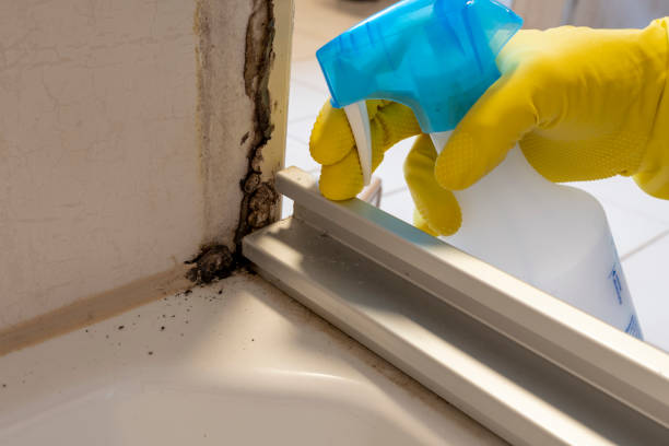 Best Certified Mold Removal  in Dousman, WI