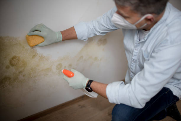 Best Mold Cleaning Services  in Dousman, WI