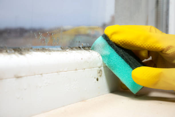 Best Local Mold Removal Service  in Dousman, WI