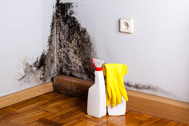 Best Commercial Mold Removal  in Dousman, WI