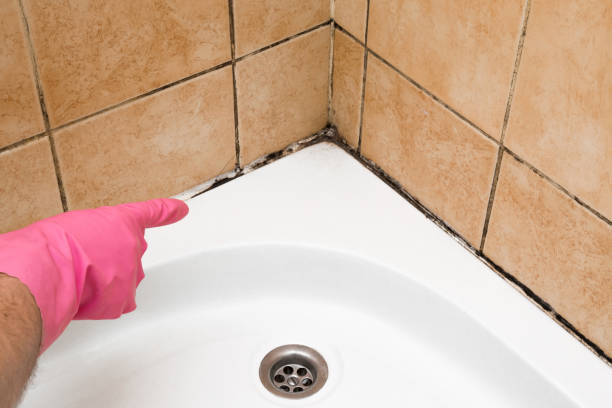 Best Attic Mold Removal  in Dousman, WI