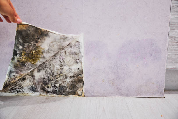 Best Mold Inspection  in Dousman, WI